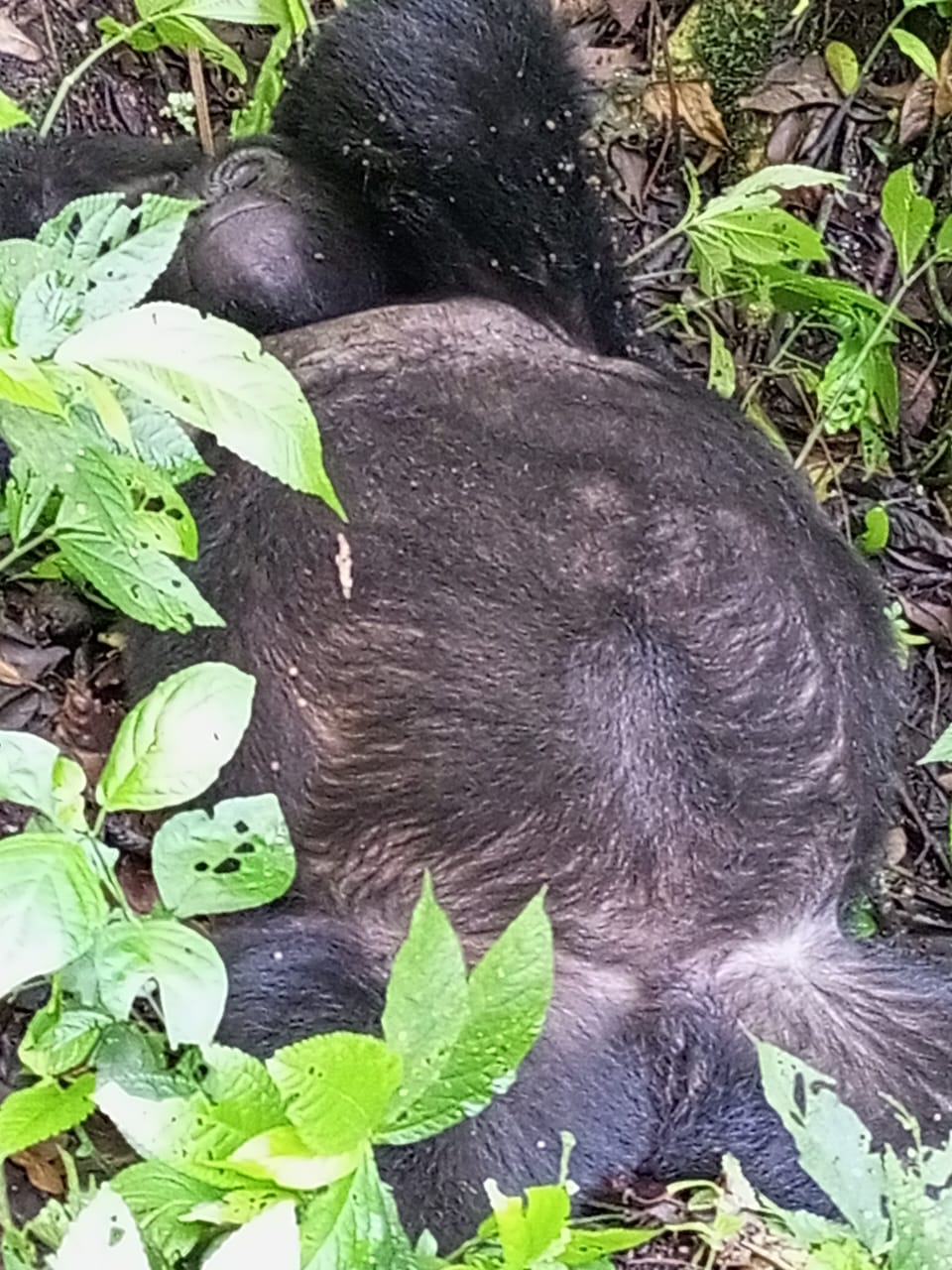 Bwindi Forest